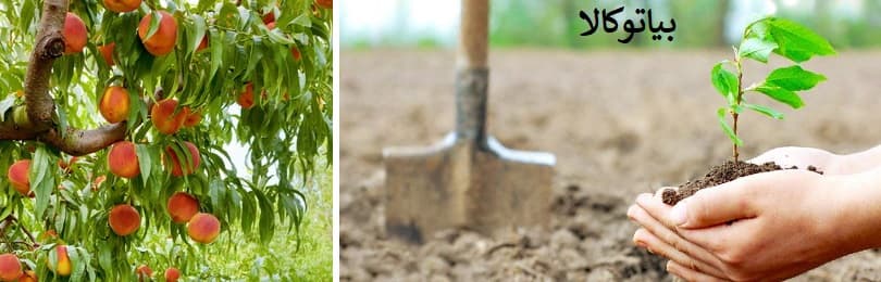 بهترین خاک برای کاشت درخت هلو و شلیل